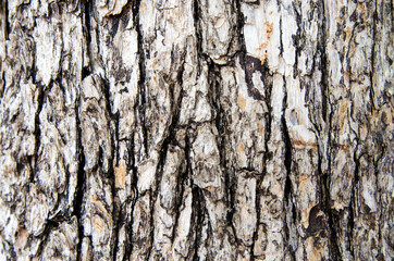 dry tree bark texture background