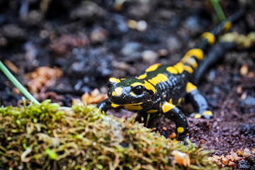 Feuersalamander ( Salamandra salamandra ).