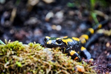 Feuersalamander ( Salamandra salamandra ).