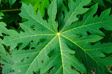 One green papaya leaf is very large.