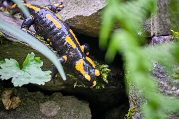 Feuersalamander ( Salamandra salamandra ).