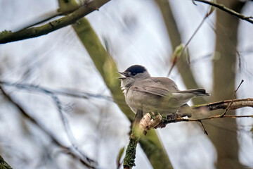 Mönchsgrasmücke ( Sylvia atricapilla ).
