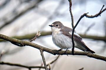 Trauerschnäpper ( Ficedula hypoleuca ).