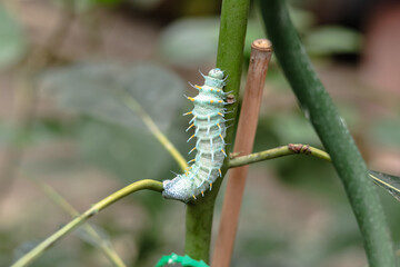 A large blue caterpillar Coscinocera hercules with yellow thorns is crawling along the branch of the plant. Exhibition farm of live tropical butterflies in the Exhibition Center of Ukraine