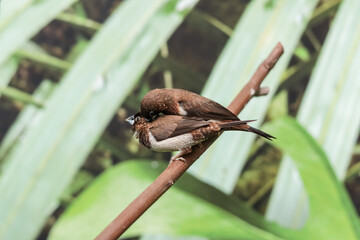 A couple of birds Dusky munia cleaning each other's feathers while sitting on a branch. Exhibition farm of live tropical butterflies in the Exhibition Center of Ukraine