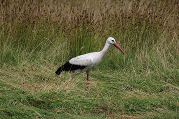 Storch