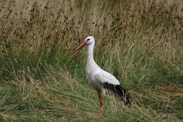 Storch