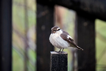 Trauerschnäpper ( Ficedula hypoleuca ).