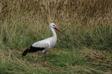 Storch