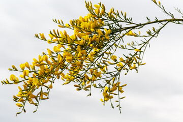 Genista florida. Branch with leaves and yellow flowers of broom.