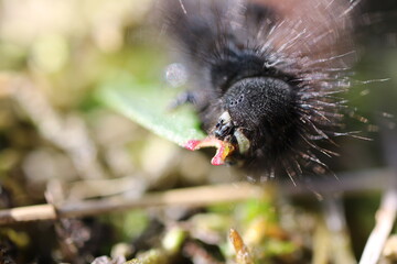 Brombeerspinner (Macrothylacia rubi)