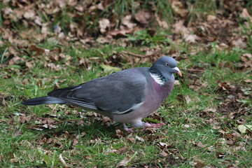 Obraz premium Taube Ringeltaube