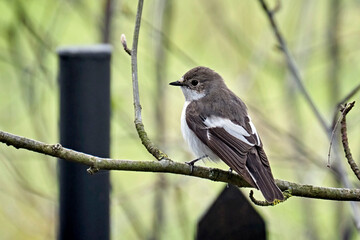 Trauerschnäpper ( Ficedula hypoleuca ).