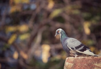 Pigeon Bird Sitting on a Wall with Selective Focus and Copy Space