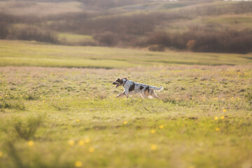dog english springer spaniel running in the field