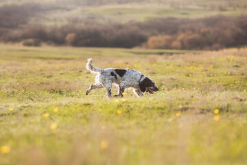 dog english springer spaniel running in the field