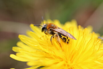 Sandbiene Andrena haemorrhoa