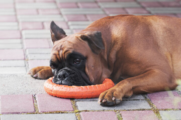 the German boxer dog is lying on a stone tile, his head resting on a toy ring