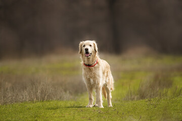 dog golden retriever in the field