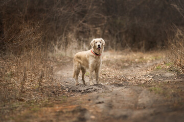 dog golden retriever in the field