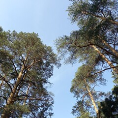 trees and sky