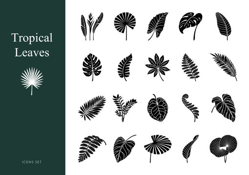 Set of exotic tropical leaves. Glyph icons
