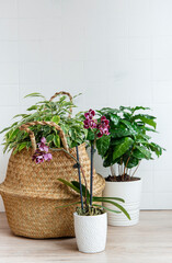 House plants on the table