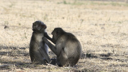 mother and baby monkey 