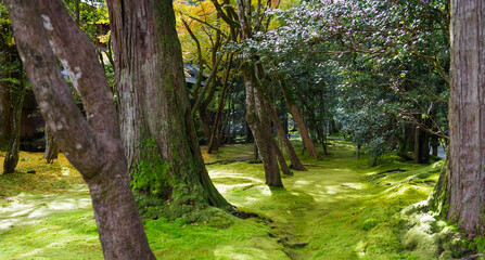 日本の有名な観光地の石川県小松市の那谷寺の庭