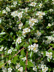 Bearberry cotoneaster in bloom close-up view of it
