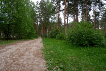 Path among green grass in summer pine forest