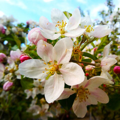 Apple Bloom