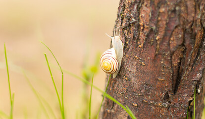 A grape snail is slowly crawling along a tree trunk.  © Marina