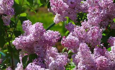Art photo of lilac bush. Spring flowers - blooming lilac spring flowers. Spring natural blurred background. Soft focus.