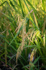 Close up of rice seeds. Thailand traditional rice farming. Organic rice paddy field.