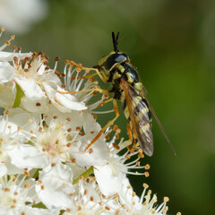 Hoverfly (Chrysotoxum festivum) on flowers