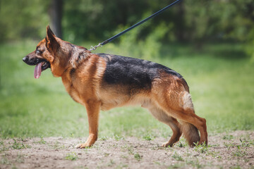 german shepherd dog on grass