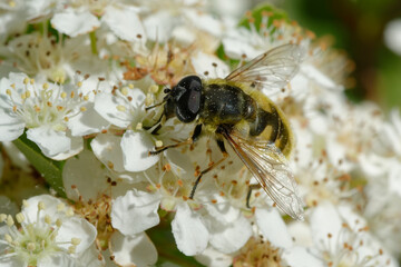 Hoverfly (Myathropa florea) on flowers