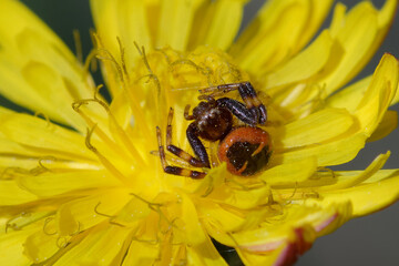 Female Napoleon Crab spider (Synema globosum) on a flower