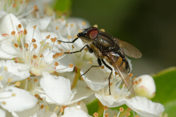 Male Stomorhina lunata on flowers