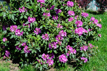 Fototapeta premium Large bush of many delicate vivid pink flowers of azalea or Rhododendron plant in a sunny spring Japanese garden, beautiful outdoor floral background photographed with selective focus.