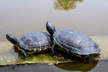 Obraz premium Two turtles laying in the sun heat near a lake in a sunny spring day, beautiful outdoor monochrome background photographed with selective focus.