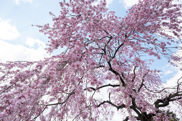 Cherry blossoms in Kyoto , Japan