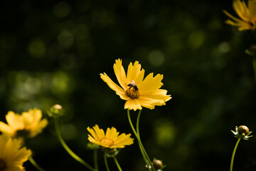 flowers with a bee
