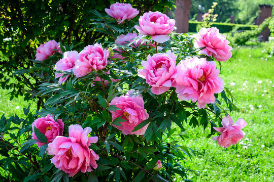 Bush with large delicate pink peony flowers in direct sunlight, in a garden in a sunny summer day, beautiful outdoor floral background photographed with selective focus.
