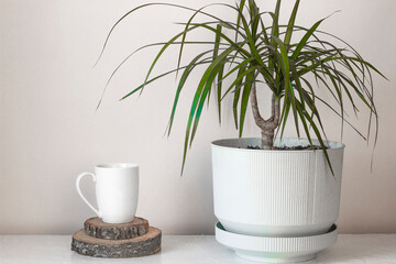 Natural wood cross section tray with white cup and pot with green plant.