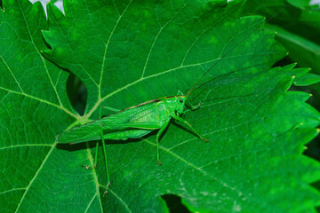 Green grasshopper (Latin: Tettigonia viridissima) sitting on a green leaf of the Grape (Latin: Vitis vinifera). Precise selective focus.