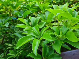 green leaves in the garden