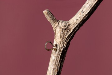 Geometrid caterpillar role on a branch stock photo