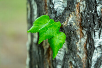 young birch shoots with leaves in the spring in the park,